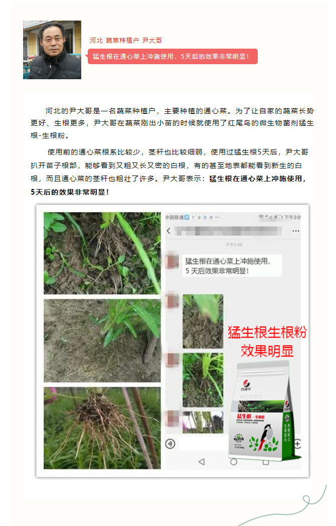 河北蔬菜种植户尹大哥表示：使用红尾鸟猛生根5天后效果非常明显！