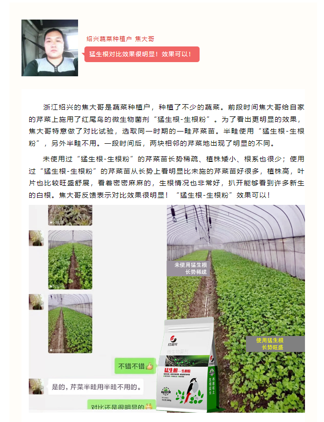 绍兴蔬菜种植户焦大哥使用红尾鸟猛生根后表示：效果很明显！